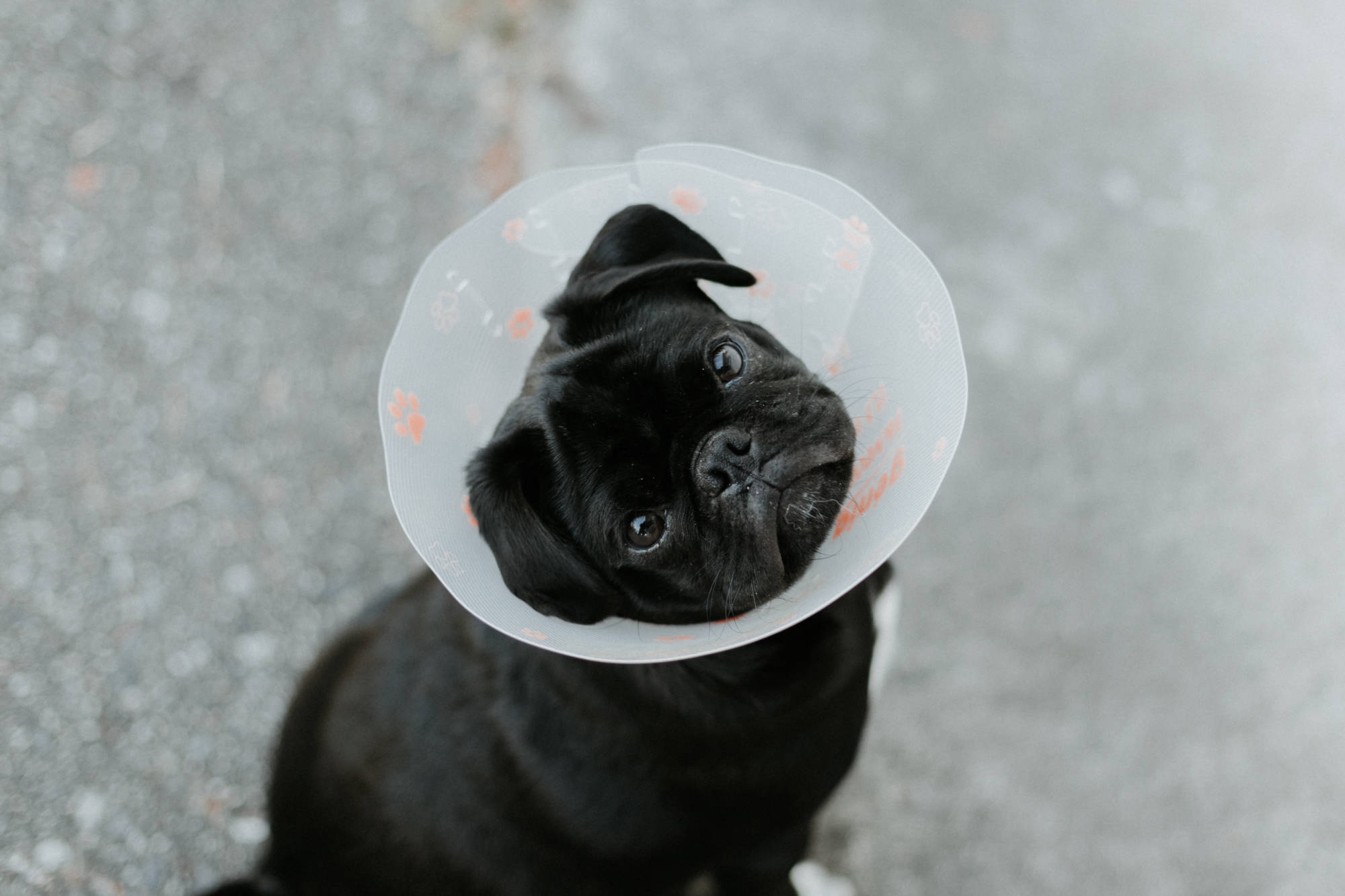 Cane veterinario Gassino Torinese