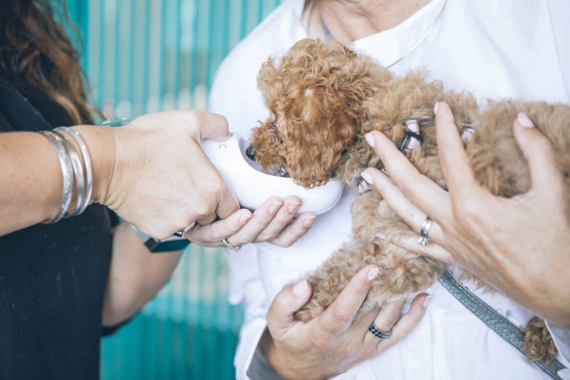 Veterinario Gassino Torinese Cane