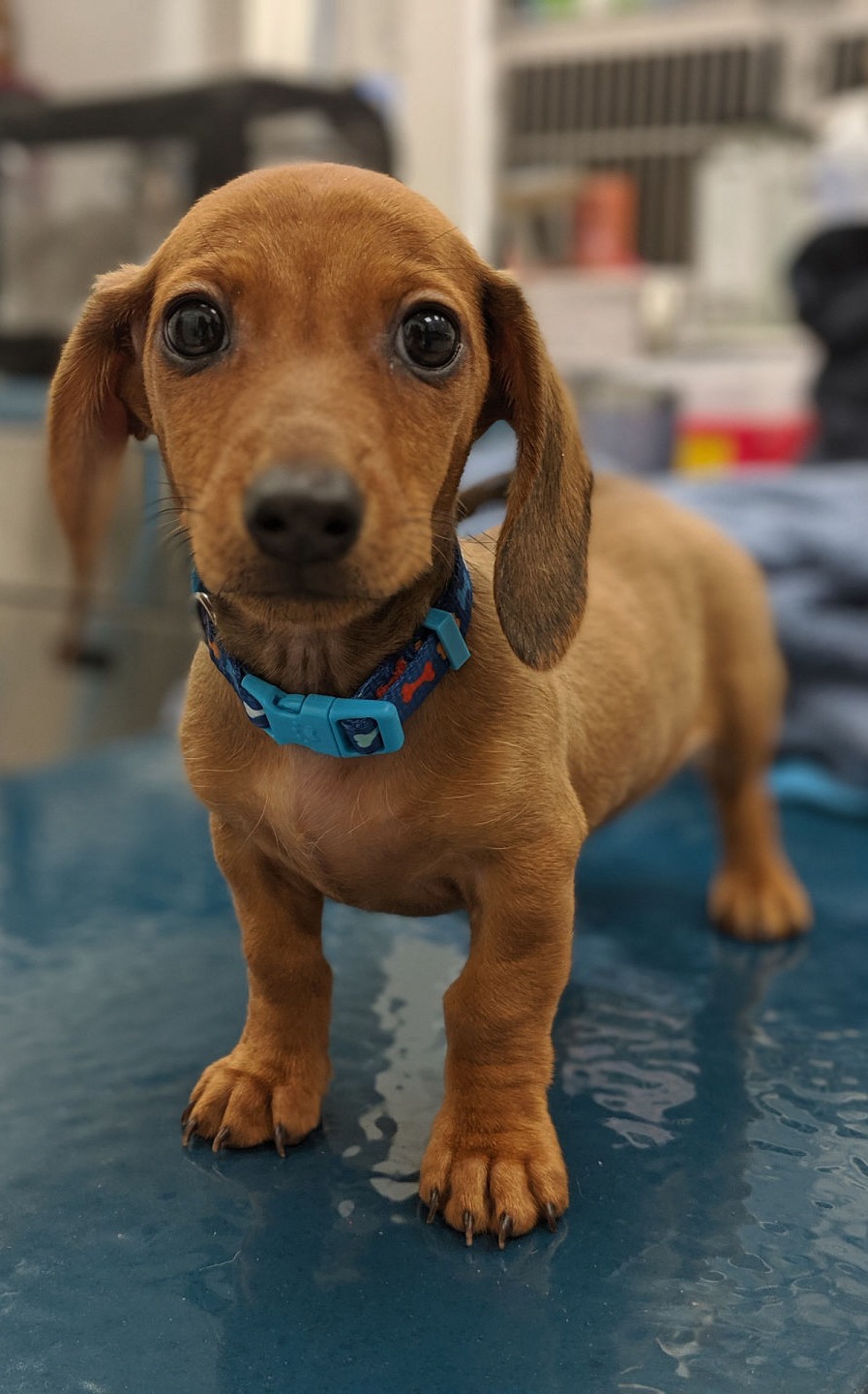 Cagnolino Veterinario